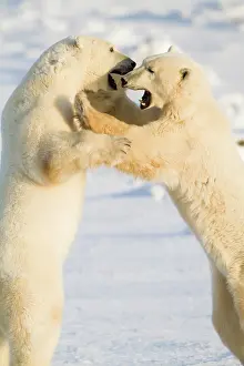 Agile: Polar Bears (Ursus maritimus) sparring Churchill