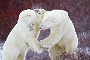 Sparring: Polar Bears (Ursus maritimus) sparring Churchill