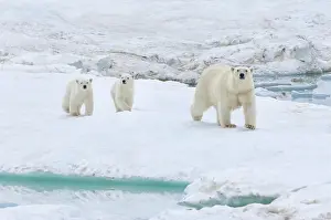 Floes: Polar Bears (Ursus maritimus) walking on an ice