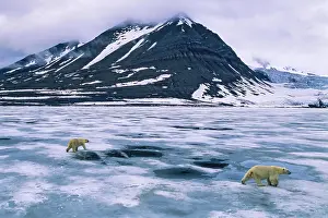Mayen: Polar bears (Ursus maritimus) walking on the ice