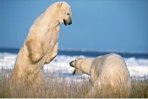 Growling: Polar Bears - x two fighting