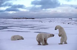 Playfighting: POLAR BEARS - x three, two playfighting