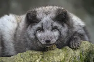 Lagopus: Polar Fox or Arctic Fox (Alopex lagopus) (Vulpes