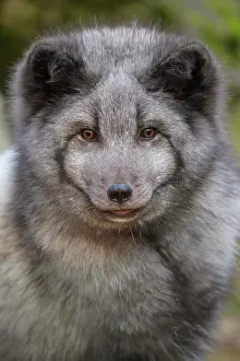 Lagopus: Polar Fox or Arctic Fox (Alopex lagopus) (Vulpes