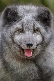 Lagopus: Polar Fox or Arctic Fox (Alopex lagopus) (Vulpes