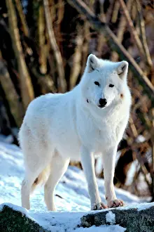 031019: Polar wolf (Canis lupus arctos), standing in the