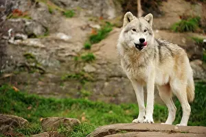 Gazing: Polar Wolf, White Wolf or Arctic Wolf (Canis lupus