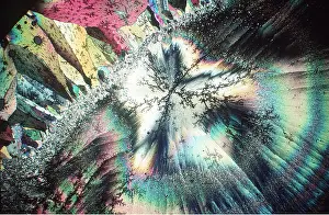 Emma Coghlan: POLARISED LIGHT - Alpha-bromcamphor