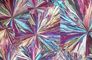 Emma Coghlan: POLARISED LIGHT - Hippuric acid x5