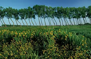 Windswept: Polder landscape with poplars and yellow flag / yellow iris