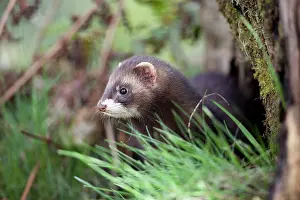 Putorius: Polecat