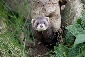 Putorius: Polecat