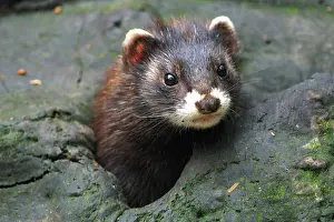 Putorius: Polecat