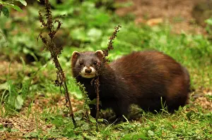 Putorius: Polecat