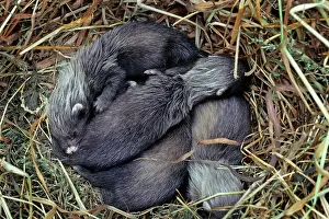 Putorius: Polecat - babies in hay nest