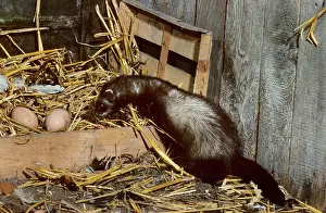 Putorius: Polecat in barn with chicken eggs