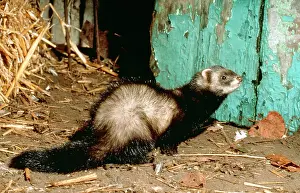 Putorius: POLECAT - at barn door