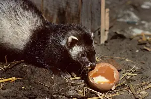 Putorius: Polecat in barn eating chicken egg