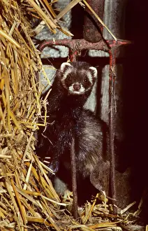 Putorius: Polecat in barn by long pitchfork
