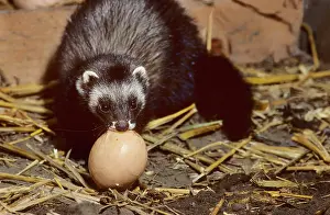 Putorius: Polecat in barn stealing chicken egg
