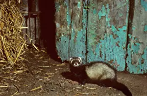 Putorius: Polecat in barn with straw