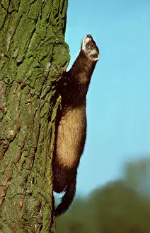Putorius: Polecat climbing a tree