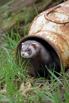 Bucket: Polecat - in old bucket (controlled conditions)