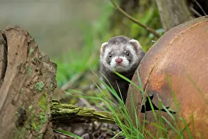 Bucket: Polecat - in old bucket (controlled conditions)