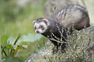 Putorius: Polecat - Scotland - UK