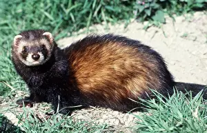 Sideview: POLECAT - sideview