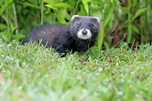 Putorius: Polecat - young animal
