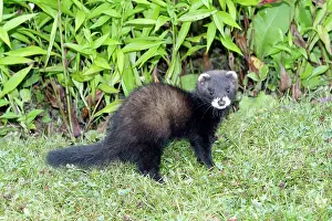 Putorius: Polecat - young animal