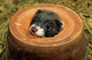 Putorius: Polecat - Young in a flowerpot