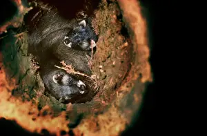 Putorius: Polecat two young ones in a hollow tree