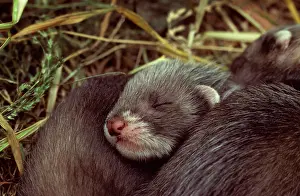 Putorius: Polecat - Young ones in nest sleeping