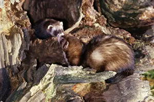 Putorius: Polecats - greeting at mouth of den