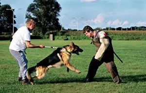Police: Police dog training with Alsatian - stopping a