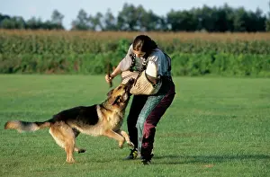 Police: Police dog training with Alsatian - stopping a