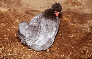 Crests: POLISH CHICKEN
