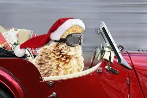 161118: Polish Frizzle Chicken wearing Father Christmas