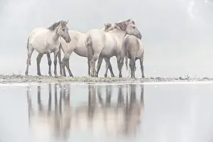 Konik: Polish Konik
