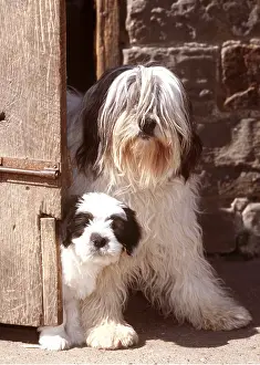 Sheepdogs: Polish Lowland Sheep DOG - with puppy, by door