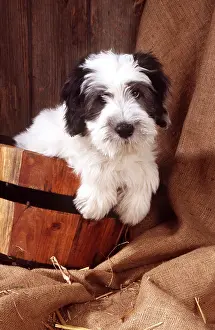 Bucket: Polish Lowland Sheep DOG - puppy in wooden bucket