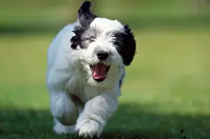 Polish Lowland Sheepdog