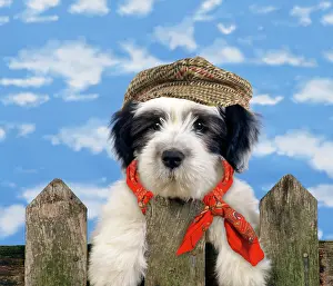Dressing: Polish Lowland Sheepdog