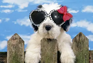 Glasses: Polish Lowland Sheepdog puppy wearing heart shaped glasses