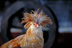 Crests: Polish rooster