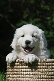 Baskets: Polish Tatra Sheepdog, Owczarek Tatrzanski or Owczarek
