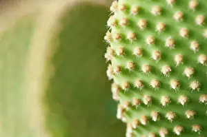 Opuntia: Polka Dot Cactus, Bunney ears, Opuntia microdasys aureispina