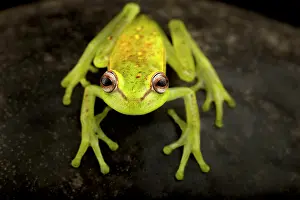 Treefrog: Polka-dot tree frog (Boana punctata)